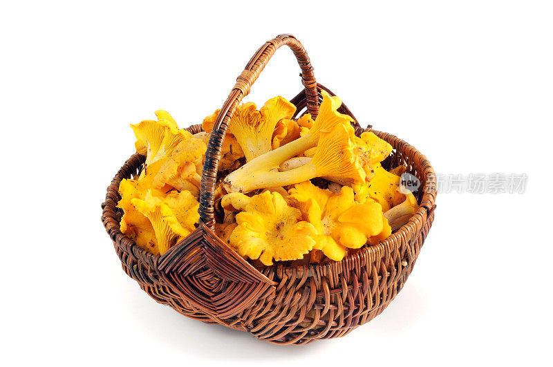 金鸡油菌(Cantharellus cibarius)放在篮子里